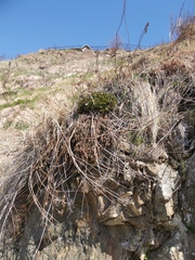 Ligusticum scothicum