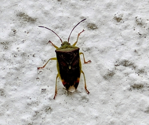 Birch Shield Bug