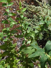 Hypericum hircinum, photograph author not stated, no rights reserved