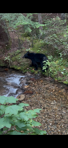 Black Bear sighting near Highway 3A
