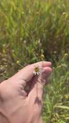 Boltonia asteroides, photograph (c) Carter Ertel, some rights reserved (CC BY)