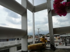 Euphonia laniirostris