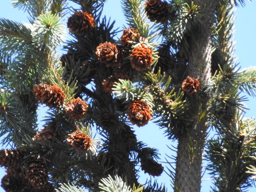 Picea engelmannii, photograph 1