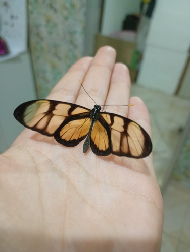 Dero Clearwing