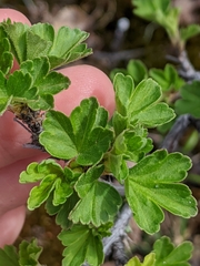 Ribes oxyacanthoides