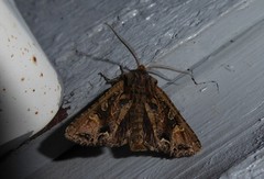 Ichneutica skelloni
