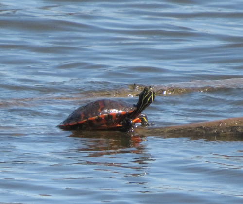 Northern Red-bellied Cooter