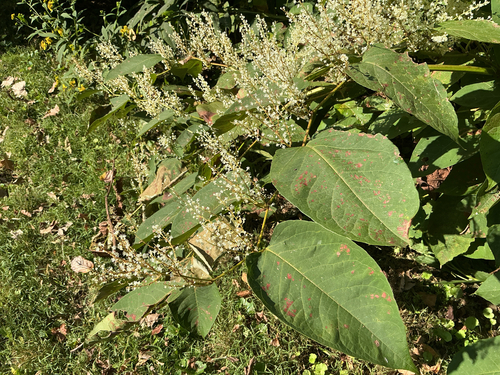 Japanese knotweed