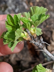 Ribes oxyacanthoides