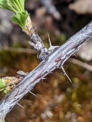 Ribes oxyacanthoides