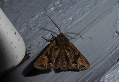 Ichneutica skelloni