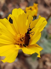 Eupompha schwarzi