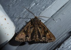 Ichneutica skelloni