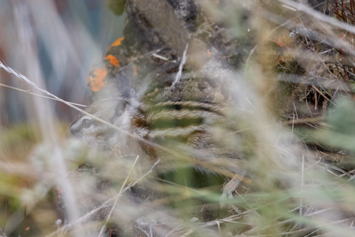 Least Chipmunk observed by eco-atlas