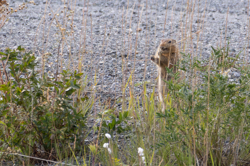 Arctic Ground Squirrel observed by eco-atlas
