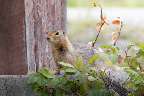 Arctic Ground Squirrel observed by eco-atlas