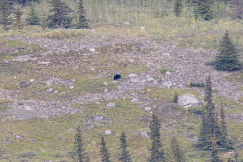 Black Bear sighting near Yukon, YT