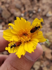 Eupompha schwarzi