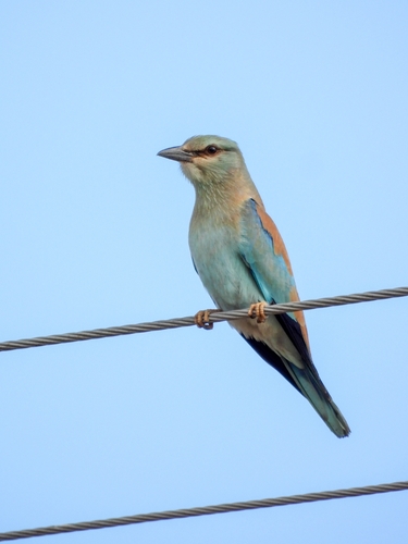 European Roller