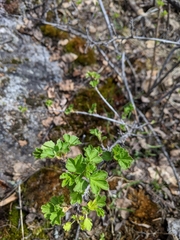 Ribes oxyacanthoides