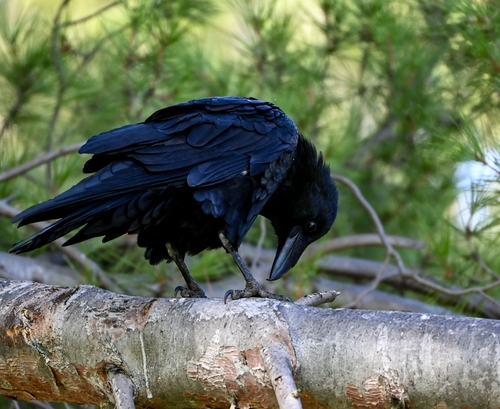 Common Raven observed by boazsolorio