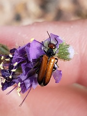 Eupompha schwarzi