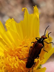 Eupompha schwarzi