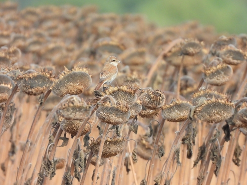 Red-backed Shrike
