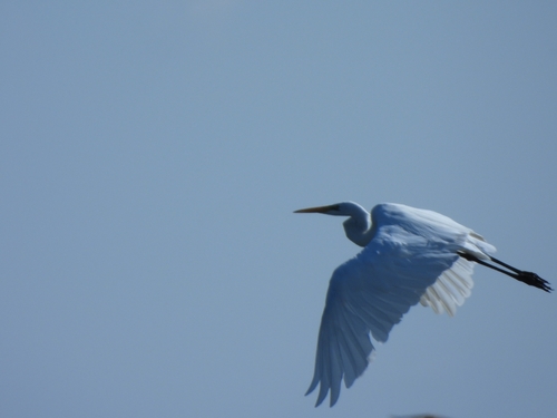 Great Egret