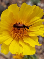 Eupompha schwarzi
