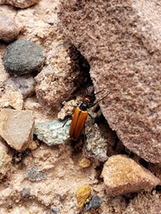 Eupompha schwarzi
