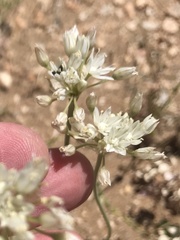 Allium lacunosum