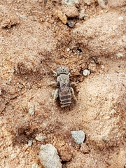 Neolarra