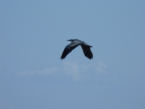 Grey Heron