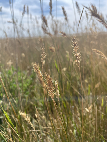 Crested Wheatgrass