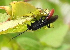 Protichneumon grandis