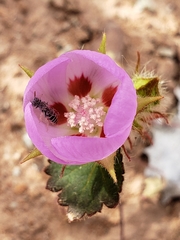 Neolarra