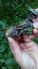 Archips rileyana