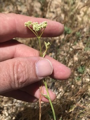 Perideridia parishii