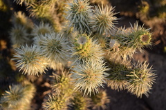 Cylindropuntia bigelovii ciribe