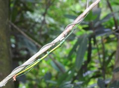 Phraortes stomphax