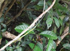 Phraortes stomphax