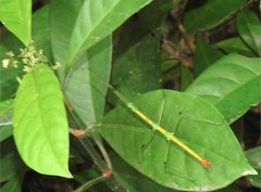 Phraortes stomphax