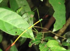 Phraortes stomphax