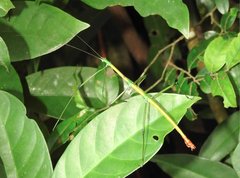 Phraortes stomphax