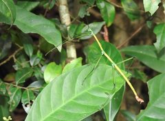 Phraortes stomphax