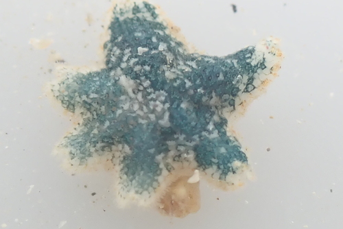 Aquilonastra anomala observed 2026-08-29