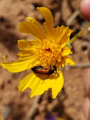 Eupompha schwarzi
