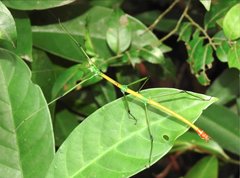 Phraortes stomphax