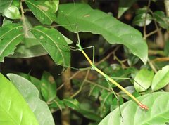 Phraortes stomphax